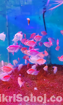 Glow Tetra Fish (Adult Size)